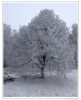 DSC_1521-~0.jpg